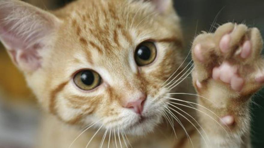 chat